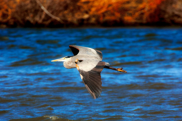 Great Blue Heron