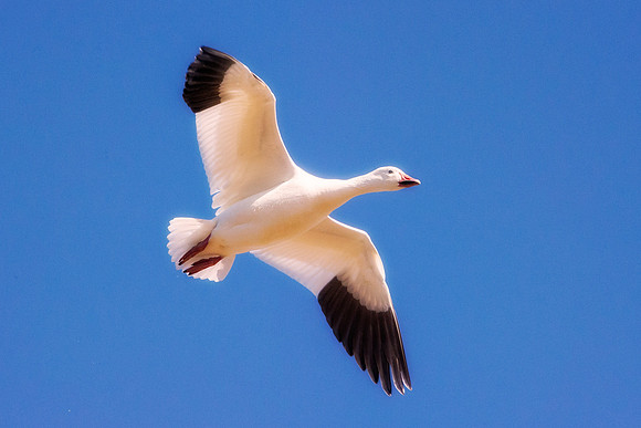 Snow Goose