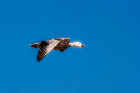 Snow Geese