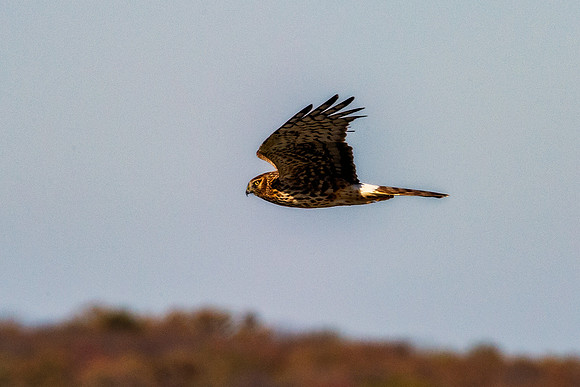 Cooper's Hawk