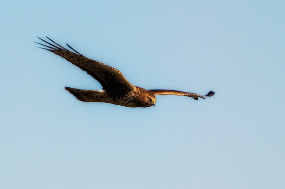 Cooper's Hawk