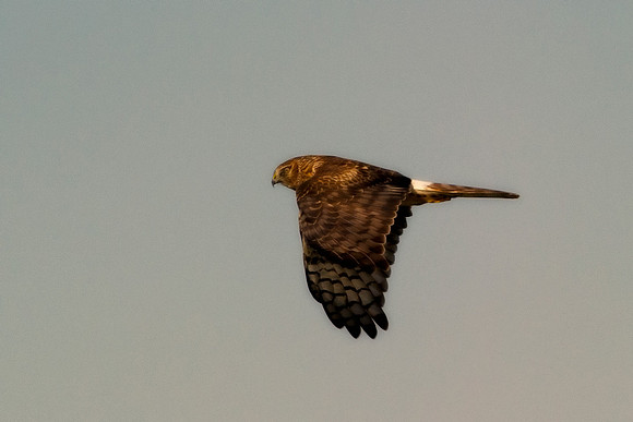 Cooper's Hawk