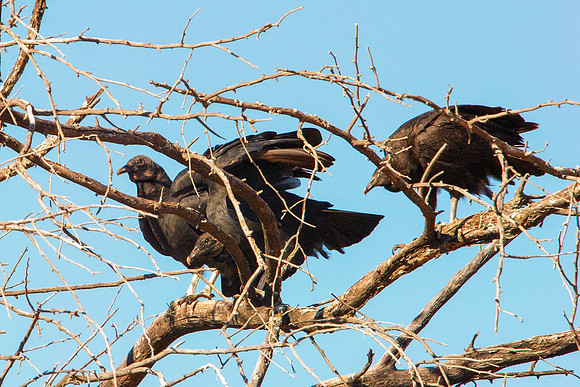 Black Vultures