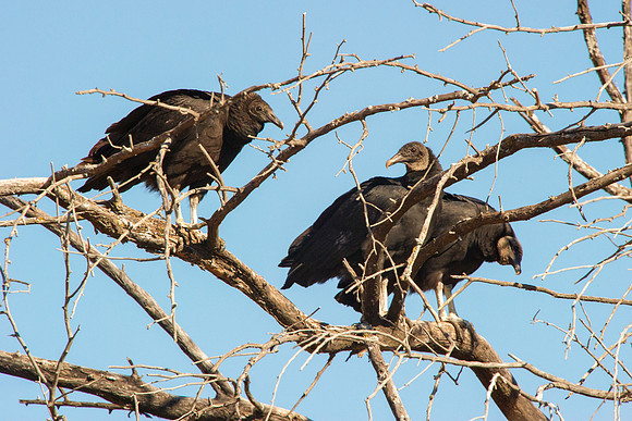 Black Vultures