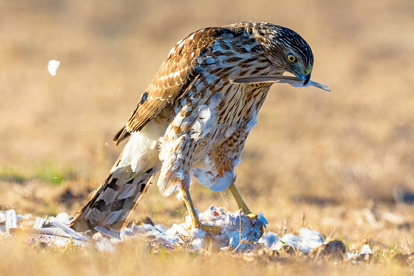 Cooper's Hawk