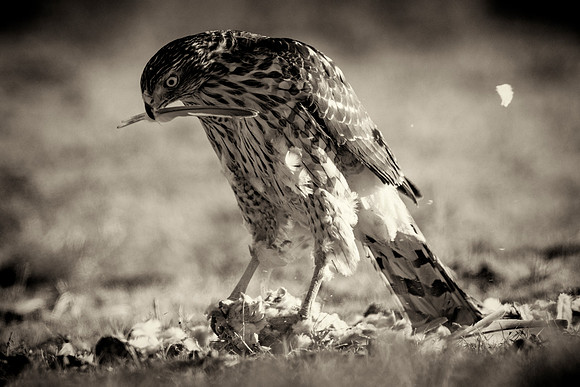 Cooper's Hawk