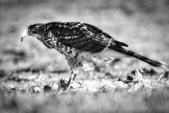 Cooper's Hawk