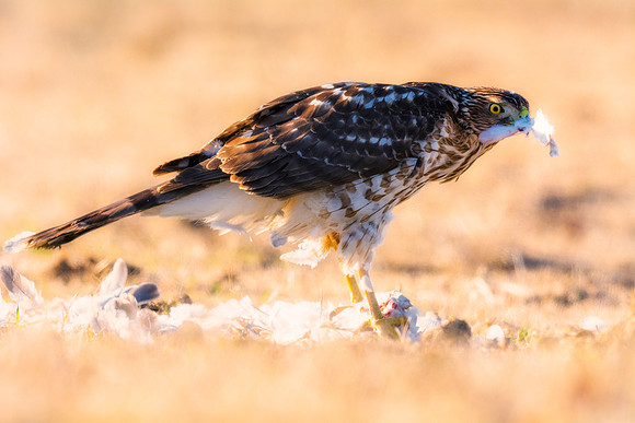 Cooper's Hawk
