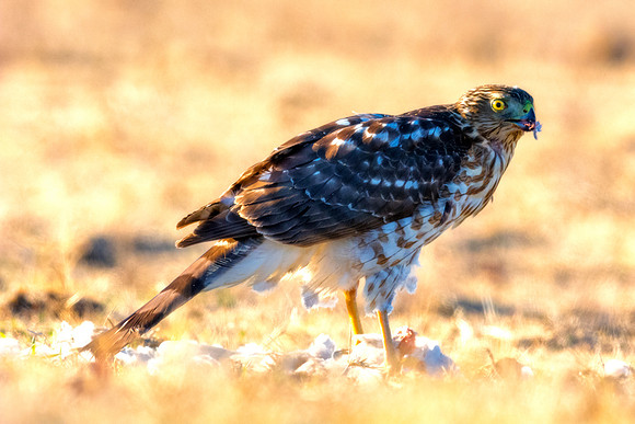 Cooper's Hawk