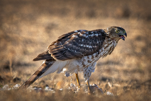 Cooper's Hawk