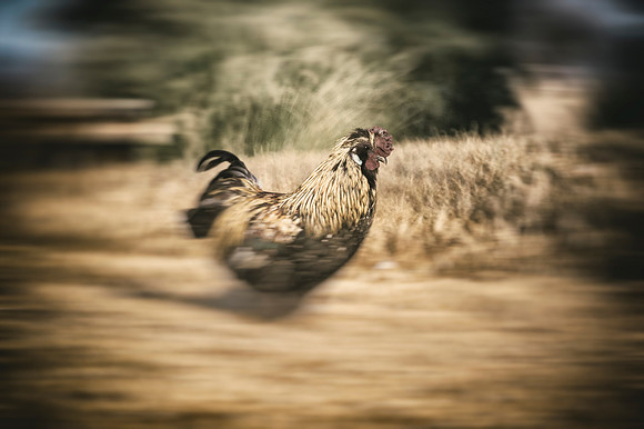 Running Rooster