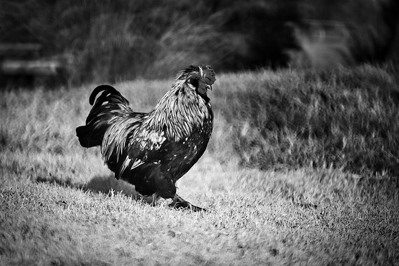 Rooster