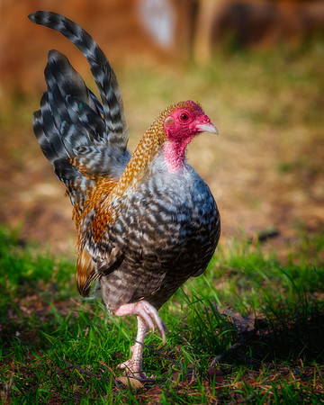 Little Rooster