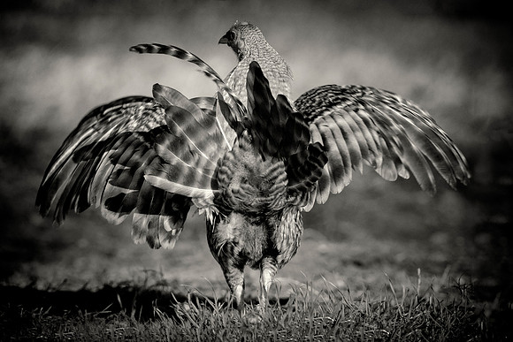 Little Rooster