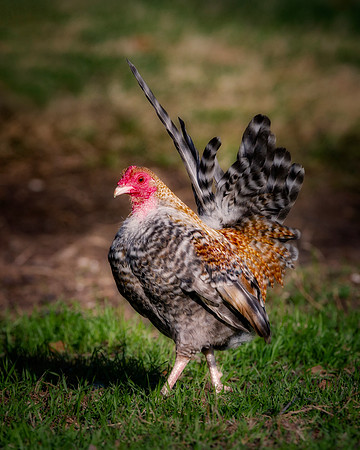 Little Rooster