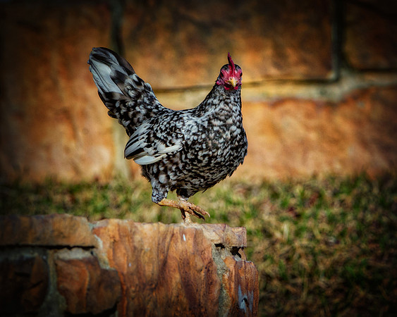 Small Hen
