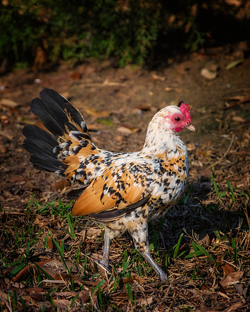 Small Hen
