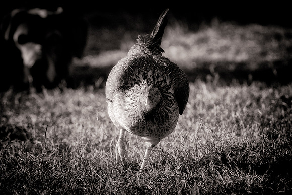 Hen's Portrait