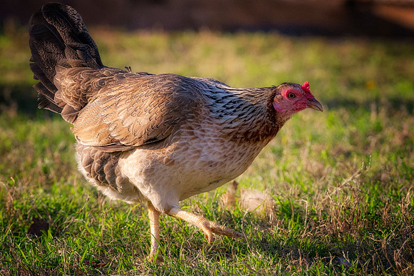 Hen