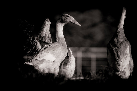Runner Ducks
