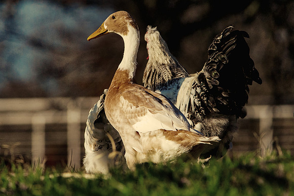 Runner Duck