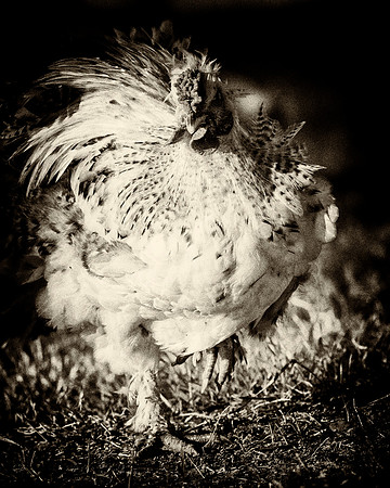Rooster