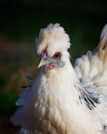 Hen's Portrait