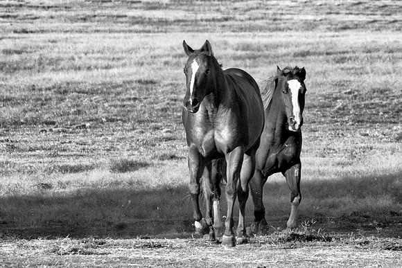 Bertazzoni, Indians, Nikon, Texas, apha, boys, bridles, burro, colors, "cow boys", donkey, "far west", halter, harness, herd, hoofs, horse, mustang, pack, paint, pioneers, portrait, "powerful horse",