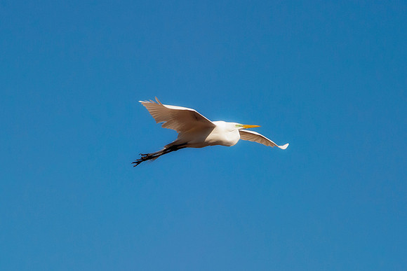 Great White Egret