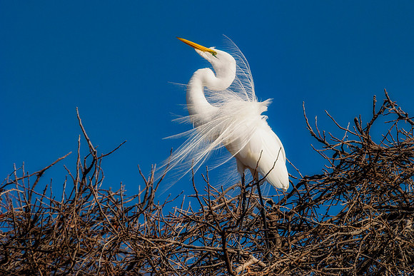 Grew White Egret