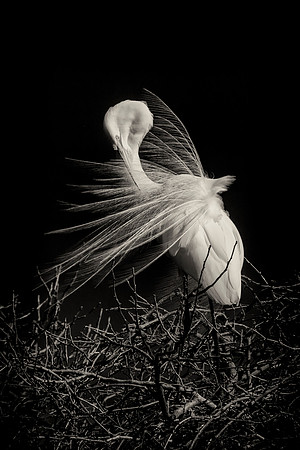 Grew White Egret