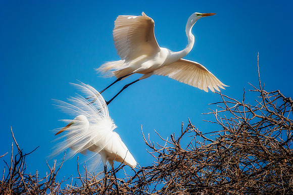 Grew White Egret
