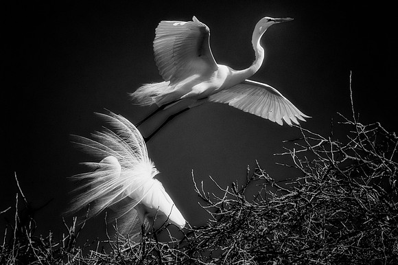 Grew White Egret