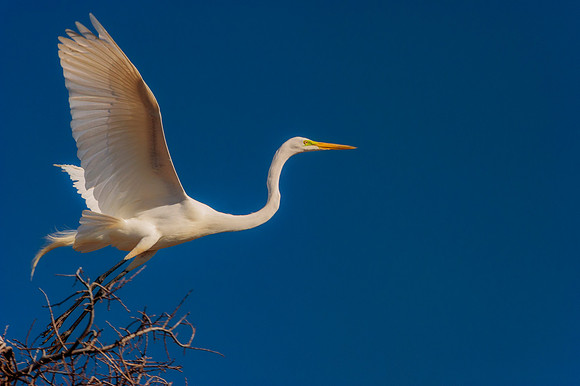Grew White Egret