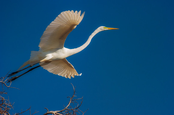 Grew White Egret