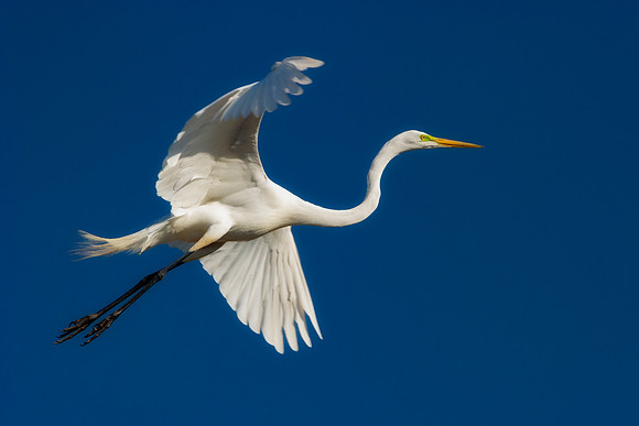 Grew White Egret