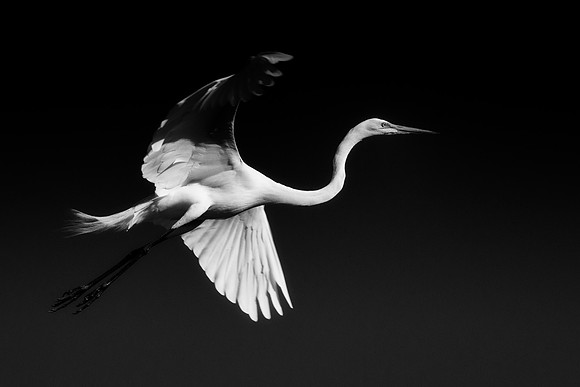 Grew White Egret