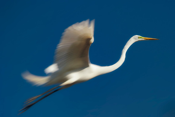 Grew White Egret