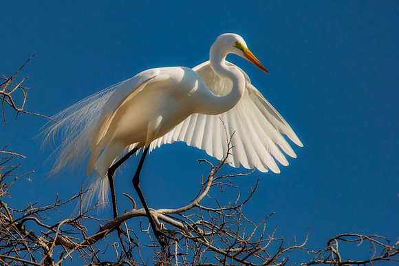 Grew White Egret