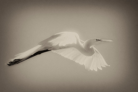 Grew White Egret