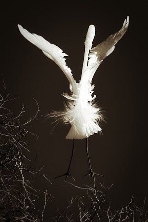 Grew White Egret