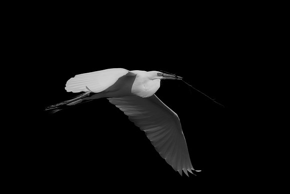 Grew White Egret