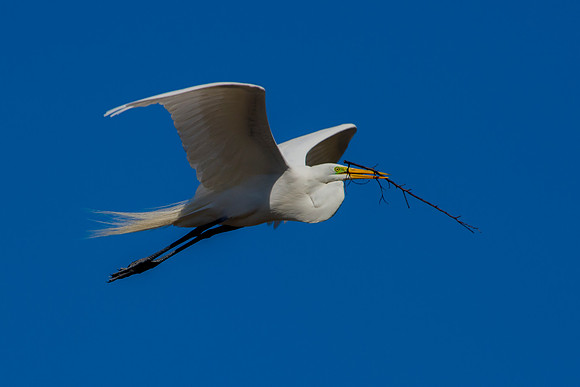 Grew White Egret