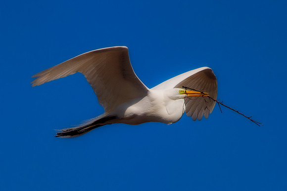 Grew White Egret