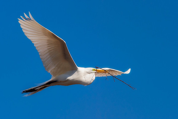 Grew White Egret