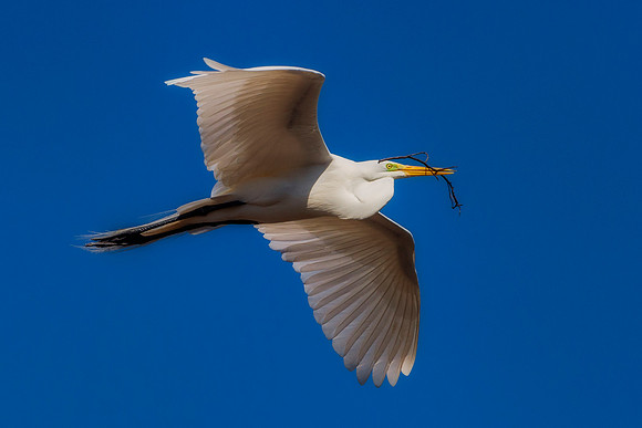 Grew White Egret