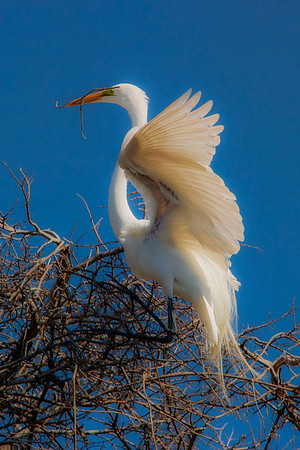 Grew White Egret