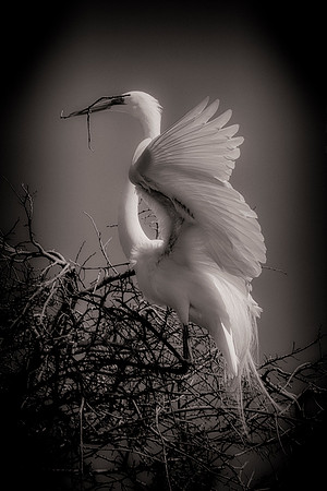 Grew White Egret