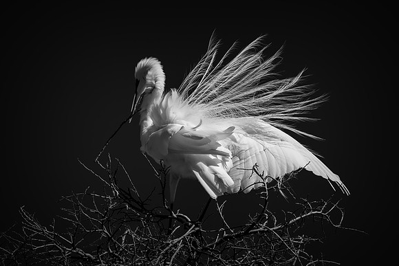 Grew White Egret