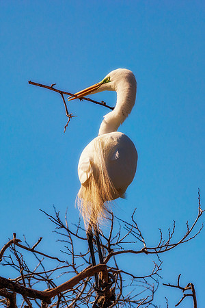 Grew White Egret
